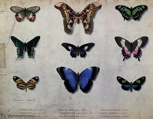 Butterflies from Brazil and Guyana