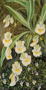 Two Tropical American Flowers — Marianne North, Botanical Realism