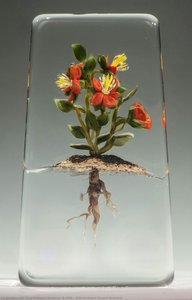 Arizona Desert Flowers Botanical