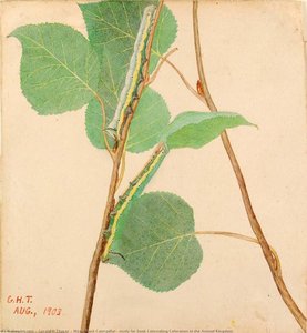 Mirror Back Caterpillar, Study For Book Concealing Coloration In The Animal Kingdom — Gerald H Thayer