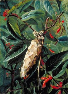 The House Builder Caterpillar on a Flowering Shrub, Brazil