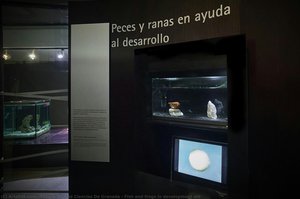 Fish and frogs in development aid