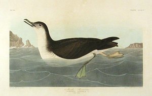 Manks Shearwater — Robert Havell