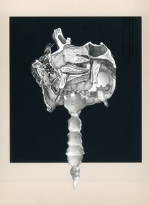 Untitled (556) — Frederick Sommer
