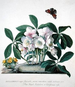 Helleborus Niger (litho)