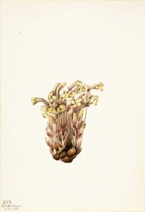 Broomrape (orobanche Fasciculata) — Mary Vaux Walcott