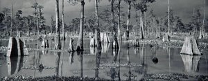 Atchafalaya Basin, Louisiana — Michael Albert Smith