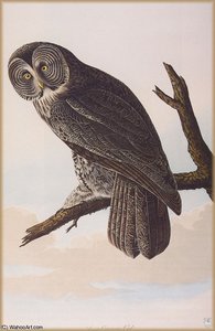 Great Generous Owl — John James Audubon