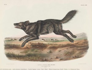 Canis Lupus, Linn. (var. Ater.) Black American Wolf. Male. 1/3 Natural Size. — John James Audubon, Romanticism