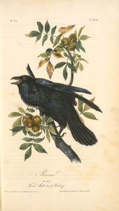 Raven. Old Male. (thick-shell Bark Hickory) — John James Audubon