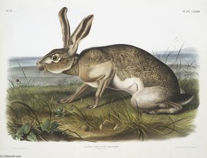 Lepus Texianus, Texian Hare. Male. Natural Size — John James Audubon