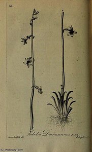 Lobelia dortmanna