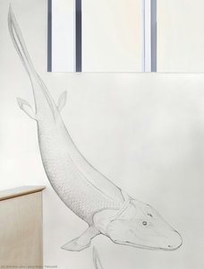 Tiktaalik — Jane Kim