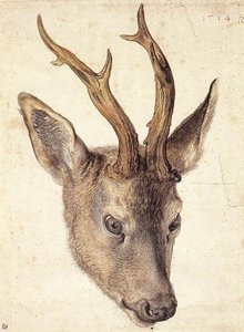 Head Of The Stag — Albrecht Dürer