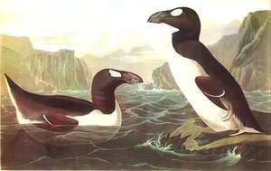 Great Auk — John James Audubon