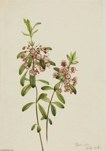 Lambkill (kalmia Angustifolia) — Мери Вокс Волкотт