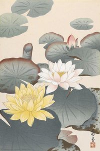 Water Lilies — Hirohito