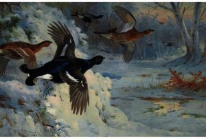 Through The Snowy Coverts-blackgame — Archibald Thorburn