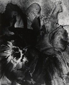 Tree Peony Blossom near an Old Urn
