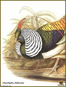 Faisan De Lady Amherst — John Gould