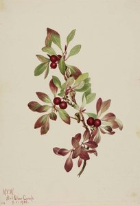 Ptarmiganberry (arctous Alpina) — Mary Vaux Walcott