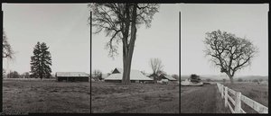 National Champion Valley Oak, California, 1994 — Barbara Bosworth