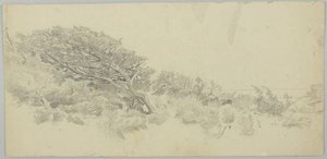 Trees Near A Shore — William Trost Richards