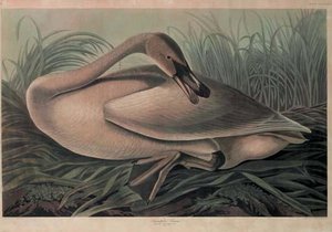 Trumpeter Swan 1 — Robert Havel