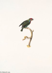 Megalaima Chrysopogon — Жак Барабан