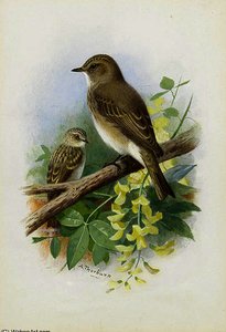 Spotted Flycatchers — Archibald Thorburn