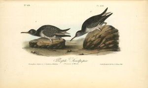 Purple Sandpiper. 1.summer. 2. Winter — John James Audubon