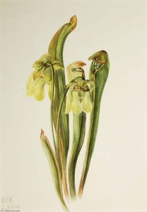 Hooded Pitcherplant (sarracenia Minor) — Mary Vaux Walcott