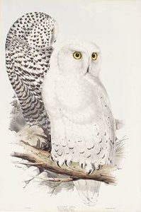 Snowy Owl — Edward Lear