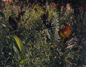 Garden, Saville — Tod Papageorge