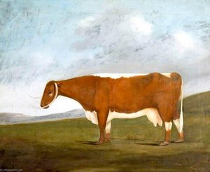 'longhorn Beauty' — John Boultbee