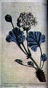 Thick stalked crane's bill