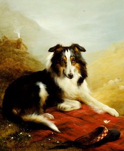 A Collie, The Guardian Of The Flock — Edwin Douglas