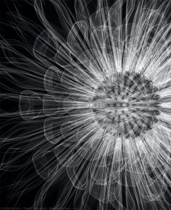 Chrysanthemum- V - B — Macoto Murayama