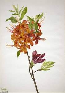 Flame Azalea (rhododendron Speciosum) — Mary Morris Vaux Walcott