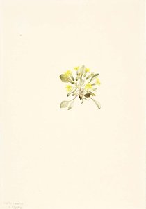 Crepis Elegans — Mary Vaux Walcott