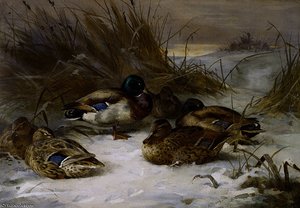 Winter Landscape With Mallard — Archibald Thorburn