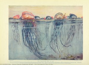 The Portuguese Man of War.