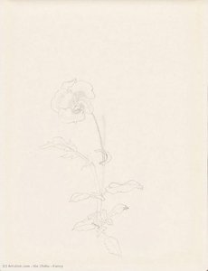 Pansy — Xie Zhiliu