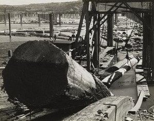 Logs Coming up Conveyor into Mill, Longview, Washington