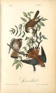 Sparrow Hawk — John James Audubon