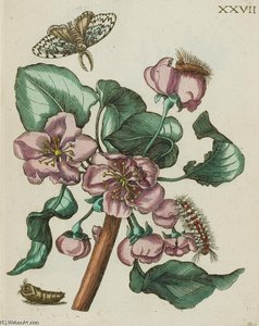 Erucarum Ortus, Alimentum Et Paradoxa Metamorphosis