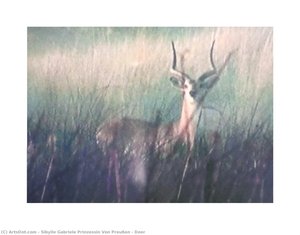 Deer