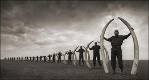 Line of Rangers Holding Tusks Killed at the Hands of Man, Amboseli