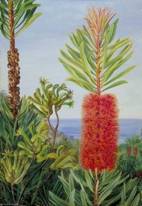 Flowers Of A West Australian Shrub And Kangaroo Feet — Marianne North, Naturalism