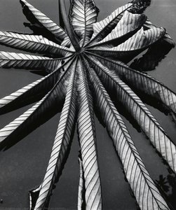 [leaf On Asphalt] — Brett Weston